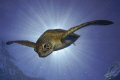   Burst. Green Turtle Descending surface after breath air. Great Barrier Reef. Burst air Reef  